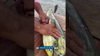 ¿Sabias esto😱Toda esta SARDINA se comio este Dorado 🎣 fishing lapesca fish [upl. by Nitas]