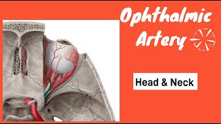 Ophthalmic artery  Course of ophthalmic artery  Branches of ophthalmic artery  Clinical Anatomy [upl. by Thema]