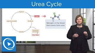 Urea Cycle – MedSurg  Lecturio Nursing [upl. by Merrow878]