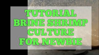 How to culture brine shrimp for betta fry food [upl. by Eikkin569]