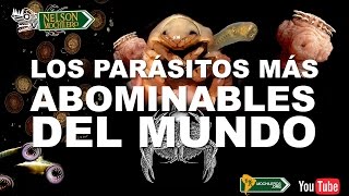 TOP  LOS 7 PEORES PARASITOS DEL MUNDO [upl. by Amehr]