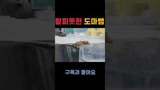 탈피도와줄게 가만히 있어줘ㅠ 파충류 reptiles 애완동물 동물 크레스티드게코도마뱀 반려동물 크레스티드게코 gecko [upl. by Feil]