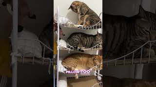 Cat Family SLEEPS on Bunk Bed [upl. by Angelique542]