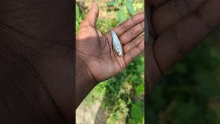 I helped 1 fish go home 🏠 Amazing fish 🐠 shorts fish tiktok [upl. by Lezti]