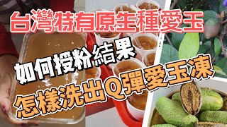 台灣特有原生種「愛玉」，你吃過愛玉凍但是你看過愛玉樹嗎？教你怎樣洗出Q彈的愛玉凍 [upl. by Cindy]