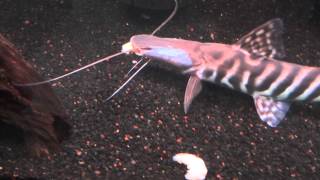 Tigrinus catfish [upl. by Lashonda]