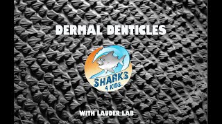 Dive into the World of Sharks Dermal Denticles [upl. by Swords]