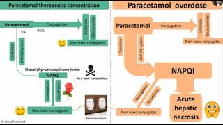 Paracetamol Acetaminophen hepatotoxicity and its management [upl. by Madai867]