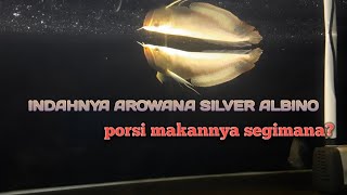 Cara merawat ikan arowana silver albino [upl. by Eleazar]