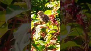 Adorable sparrow on the pokeberry bush nature bird sparrow wildlife [upl. by Nerol]