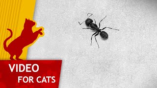 😼 Cat Games  🐜 Get that Ant on the Wall Video for Cats to watch 4K [upl. by Nedrah]