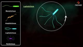 Flagella Arrangements  Arrangement of Bacterial Flagella [upl. by Aryaz]