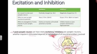 Excitation and Inhibition IB Biology [upl. by Omissam]