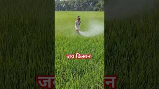 Insecticide SprayFarming FieldShort videoRanabhaja [upl. by Aleekahs]