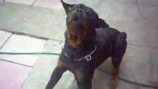 my rottie barking on command [upl. by Karlee80]