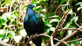 Nicobar pigeon Caloenas nicobarica a species of many beautiful pigeon [upl. by Nojram]