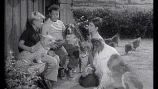 Lassie  Episode 86  quotVigilquot  Season 3 21 01271957 [upl. by Eecrad]