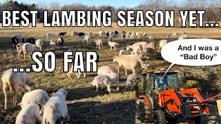 Best Lambing Season Yet…So Far [upl. by Aicilak]