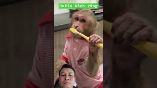 monkey  Cutis Thông MinhP8 [upl. by Boarer677]