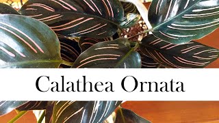 Calathea Ornata Addys Tips for Beginners Pinstripe Calathea [upl. by Hubble]