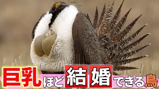 おっ〇いが大きいほどモテる鳥「キジオライチョウ」って知ってる？ [upl. by Otrebla]