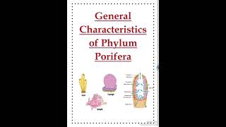 General characteristics of porifera ll Zoology [upl. by Lavern886]