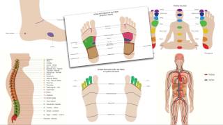 Contenu de la formation praticien en réflexologie plantaire [upl. by Labannah]