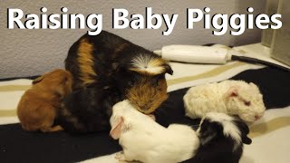 Raising My New Guinea Pig From Birth  Guinea Pig Vlog 117 [upl. by Simson]