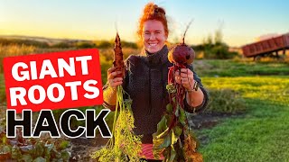 How To Grow Giant Root Vegetables My Secret Is Mounding The Soil [upl. by Eeralih24]