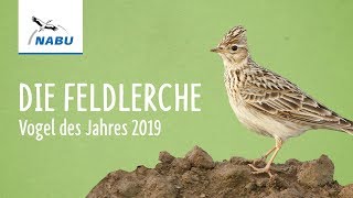 Die Feldlerche  Vogel des Jahres 2019 [upl. by Esilegna]