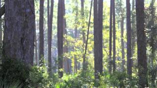 St Joseph Bay State Buffer Preserve [upl. by Norrek]