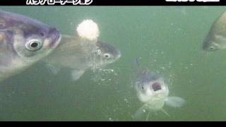 【へら釣り水中動画】バラケローテーション（秋）herabuna fishing [upl. by Cirad]