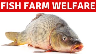 Is Fish Farming Factory Farming Animal Welfare in Aquaculture [upl. by Analle]