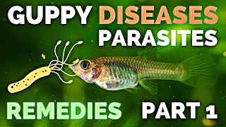 Gupp Fish Care  Guppy Diseases Parasites and Remedies  Part 1 [upl. by Kirbee393]