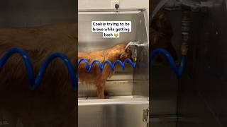 Courageous Golden Retriever Faces Bath Time😂  shorts puppy [upl. by Aramot]