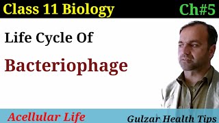 Life cycle of Bacteriophage virus  lytic and lysogenic life cycle  class 11 biology [upl. by Marijn]