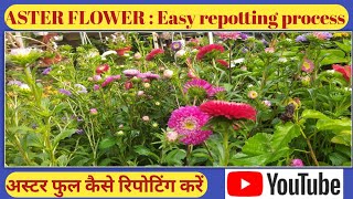 ASTER FLOWER  Easy repotting process  अस्तर फुल कैसे रिपोटिंग करें [upl. by Neeloc]