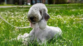 Bedlington Terrier – A Dog That Disguises Himself As A Sheep 🐑🐾 [upl. by Amr]