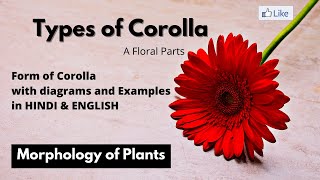 Types of Corolla  Corolla के प्रकार  parts of flowers [upl. by Gosselin197]