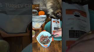 Raw Cat Food  Feed My Maine Coon Cat  Raw Cat Food Diet  Maine Coon shorts cat catfood [upl. by Letha]