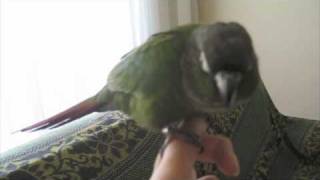 Green cheek conure strutting talking being silly [upl. by Kepner]