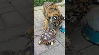 🐯🐯🐯❓❓❓tigercub tiger kitten foryou fpy cute kitty zoo adorable [upl. by Mathias]