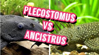 PLECOSTOMUS o ANCISTRUS en ACUARIOS [upl. by Naginarb]