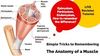 Level 3 A amp P The Anatomy of a Muscle [upl. by Ileak466]