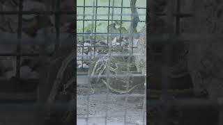 Pythons  CHATU   Short video 4KUHD Birds Photography  Wildlife Animals [upl. by Adnahsat]