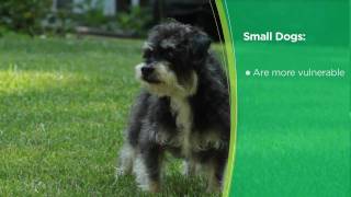 How to Choose the Right Puppy Tips and Advice from Iams® [upl. by Nnaarual]