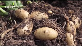 Comment planter des pommes de terre au potager  Truffaut [upl. by Kolk]