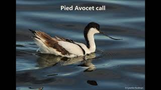 Pied Avocet call [upl. by Ylecic]