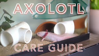 AXOLOTL CARE GUIDE how to care for an axolotl for beginners [upl. by Aneis]