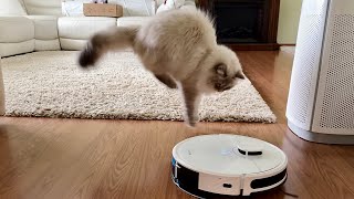 Golden Retriever and Kitten Get Acquainted with a Vacuum Cleaner [upl. by Marjie875]